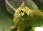 开云体育入口-奥运周期关键战之夜，伊萨克高光表现照亮晋级之路