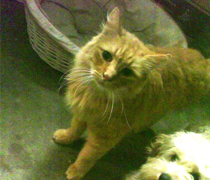 奥运周期关键战之夜,伊萨克高光表现照亮晋级之路