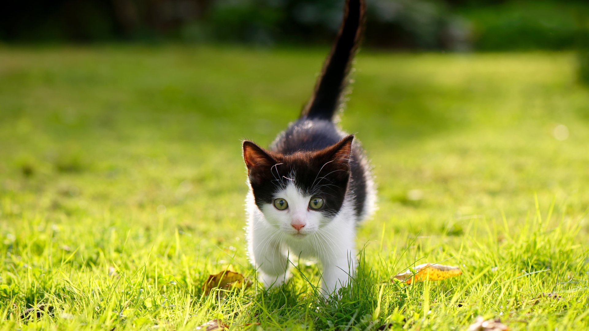 年度焦点之战之夜，罗德里戈关键战不手软